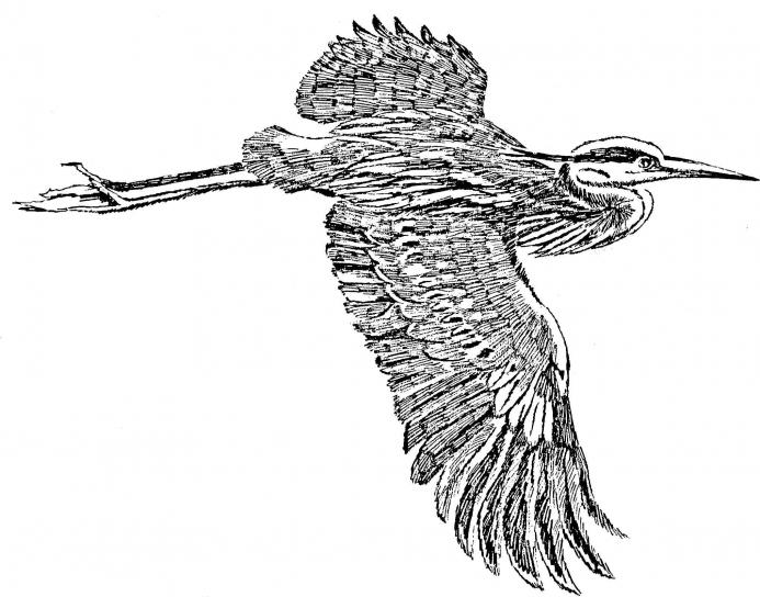 great-blue-heron-in-flight-line-art-drawing-illustration-693x544
