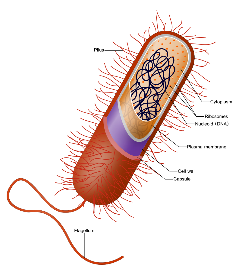 prokaryote_cell-svg