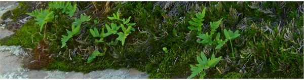 ZZ- Awakening with Planet Earth