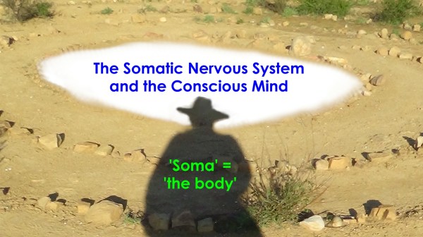 MM 13U. The Somatic Nervous System and the Conscious Mind
