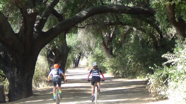 Kabir Birds and Acorn Woodpeckers Are Consternated by an Airplane ...